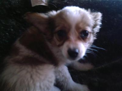 Puppies in NJ